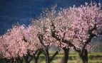 Parece Japón, pero está en España y es el mejor sitio para ver los cerezos en flor: la mejor escapada de Semana Santa