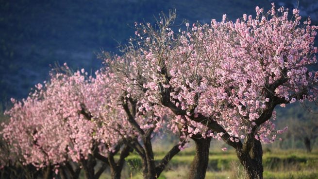 Qué diferencia hay entre los almendros y los cerezos en flor?