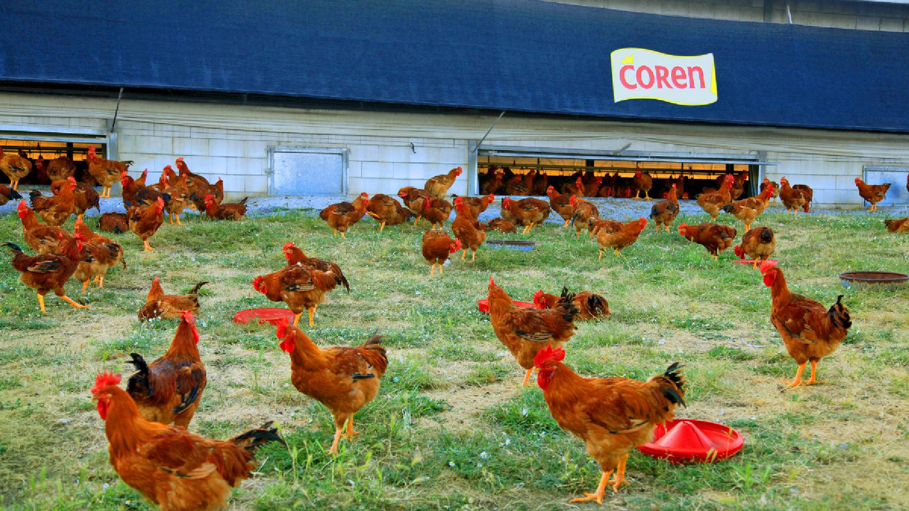 Pollos de Coren.