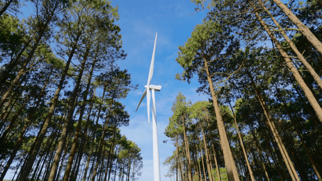 Iberdrola reforesta con más de 2 millones de árboles en los últimos dos años y 80.000 plantas en los entornos fotovoltaicos