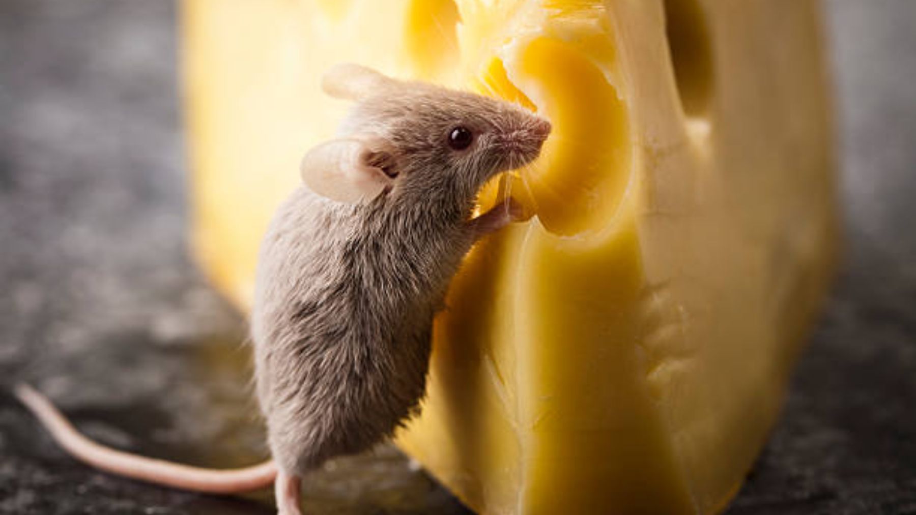 ¿Qué les gusta comer a los ratones para atraparlos?