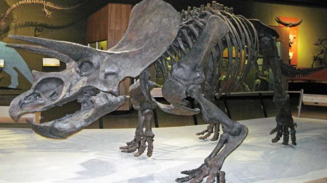 Fósil dinosaurio
