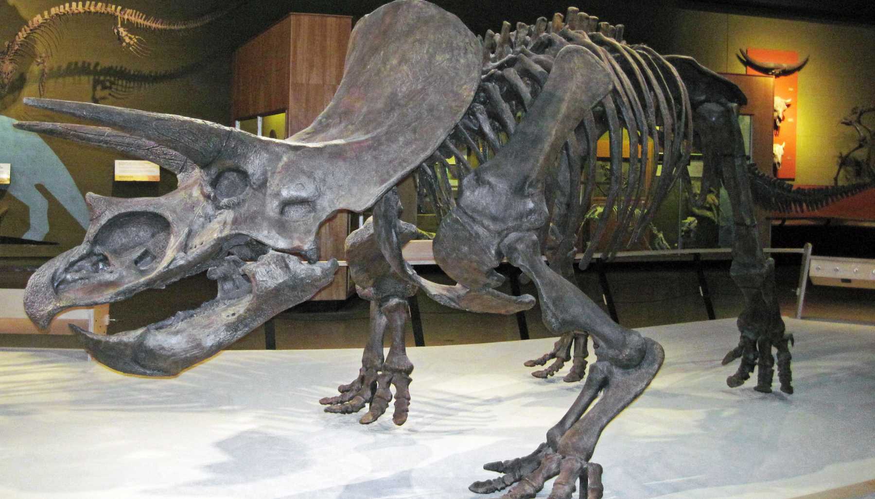 Horridus, el más completo fósil de Triceratops jamás encontrado