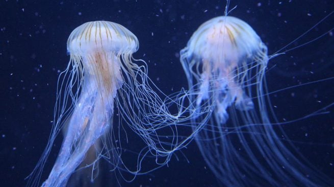 Hay de todo tipo: las diferentes medusas que hay en las playas de España y las picaduras más peligrosas