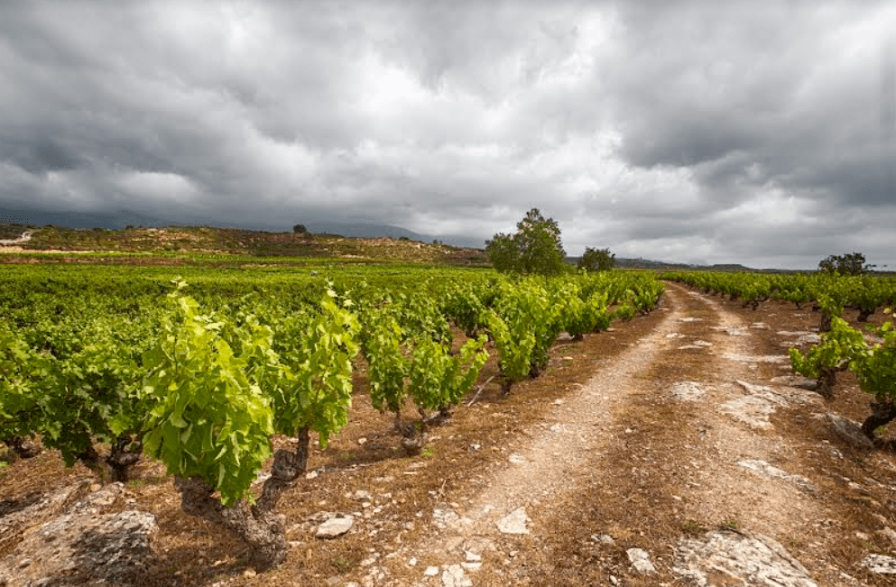 Marqués de Riscal