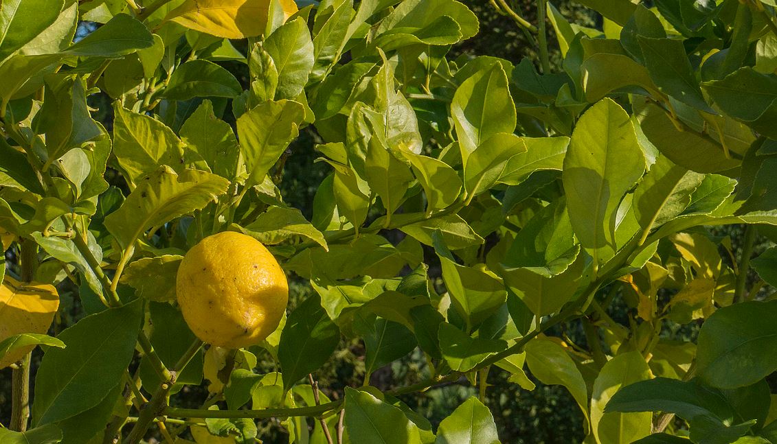 Limón verna: características, propiedades y por qué debemos tomarlo