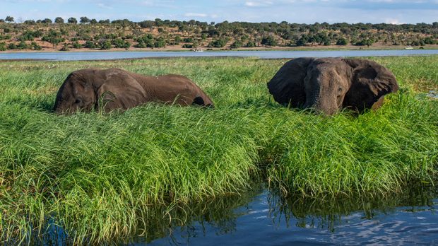 En el Delta del río Okavango pasean libremente decenas de miles de elefantes. 