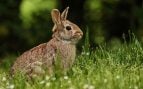 Por qué se estresan los conejos
