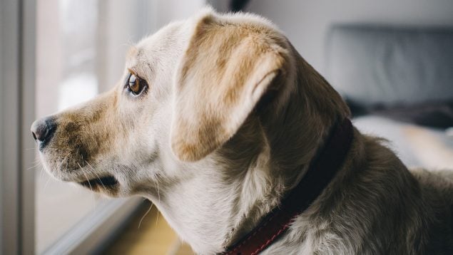 Los mejores trucos para enseñarle al perro a quedarse solo