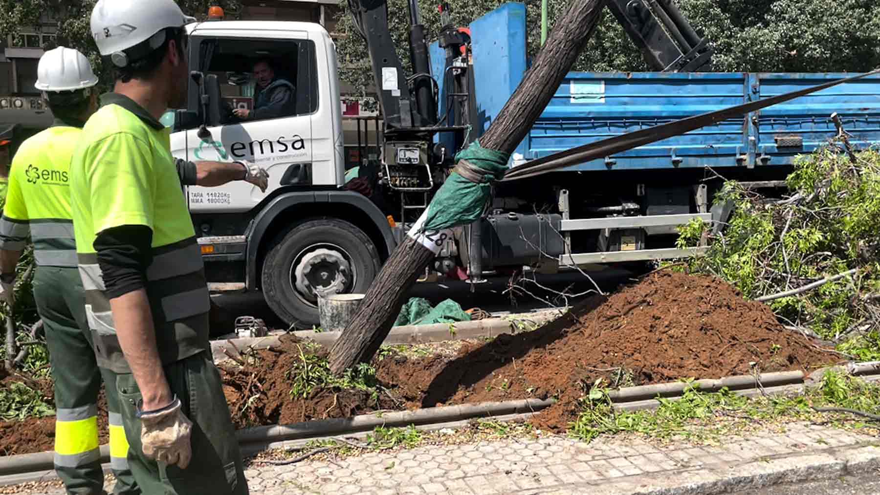 Tranvía Verde denuncia el «paripé» del Ayuntamiento socialista de Sevilla en el «falso» transplante de árboles.