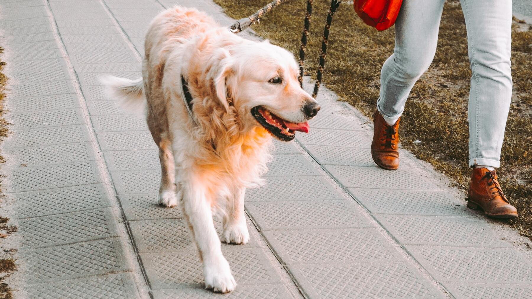 Policía Nacional perros