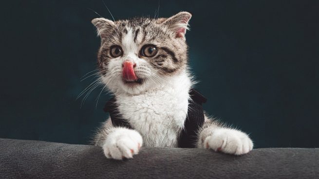 Los gatos sacan la lengua