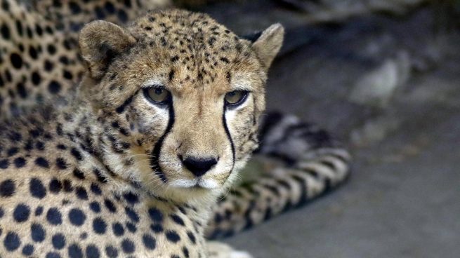 Las curiosidades más sorprendentes de los guepardos