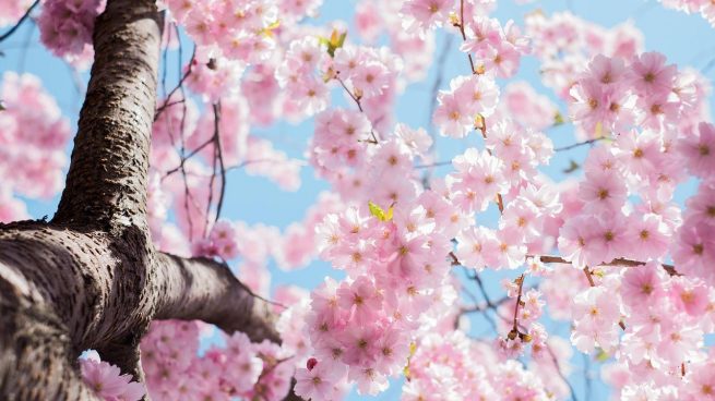 Dónde ver los cerezos en flor en España