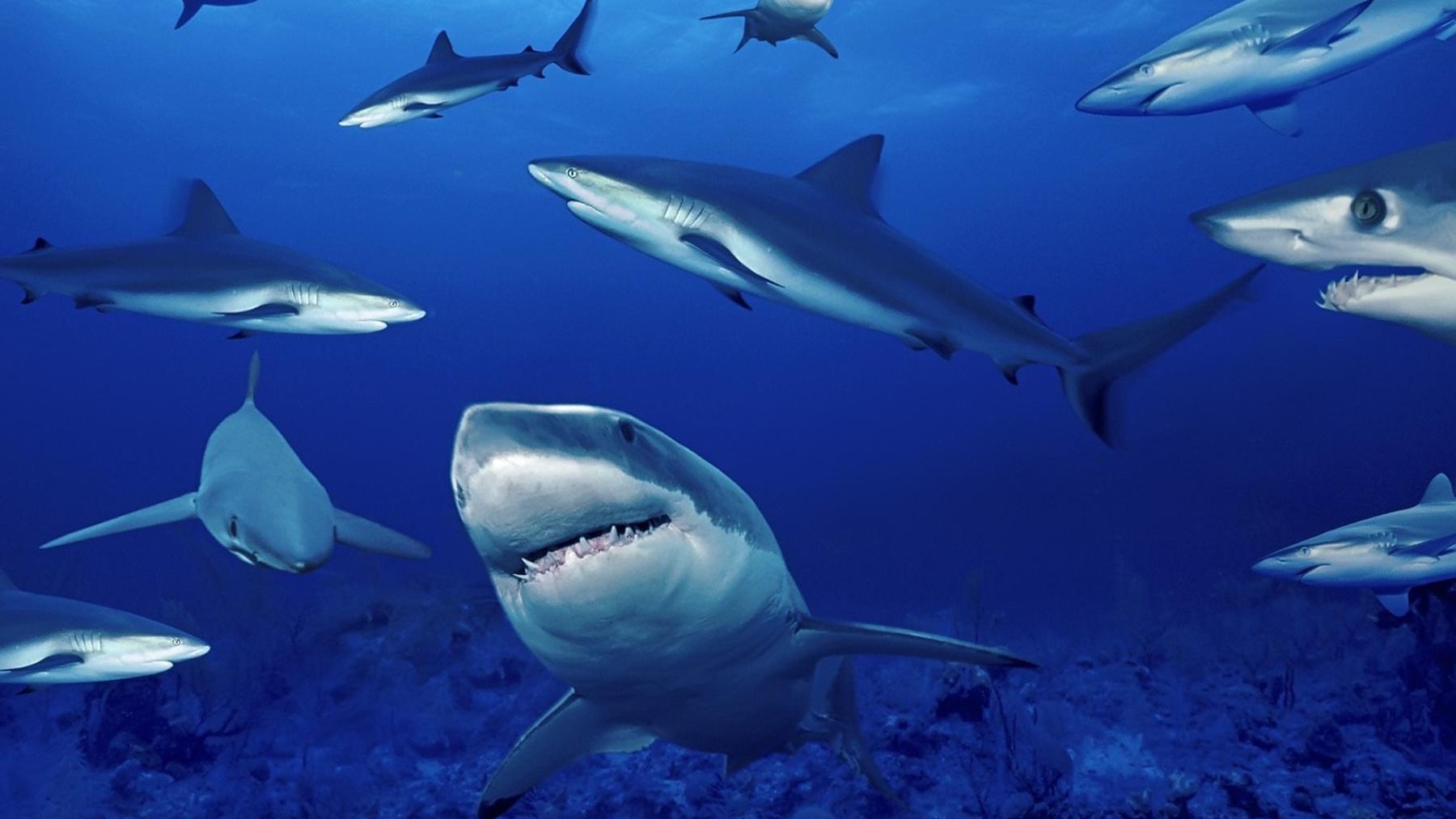 Los tiburones y su orientación