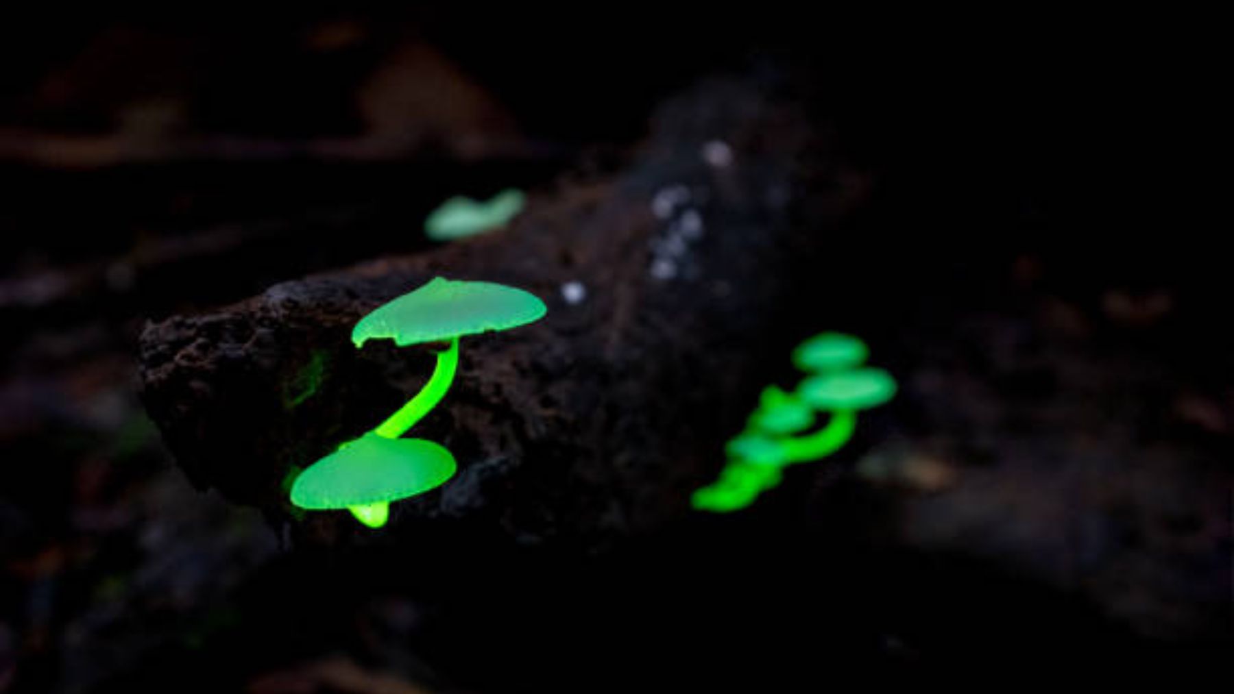 El motivo por el que algunos hongos brillan en la oscuridad