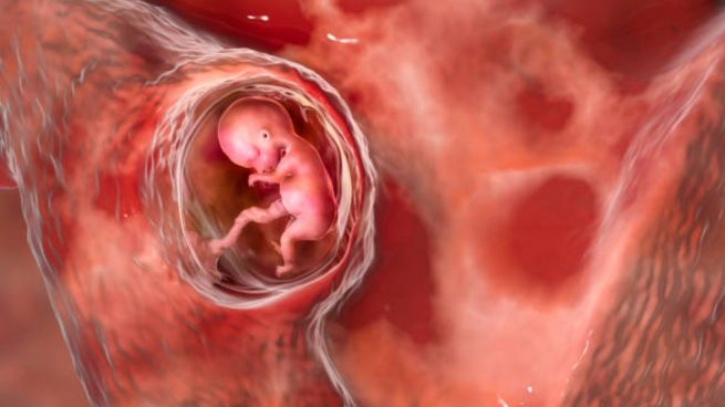 embrión feto