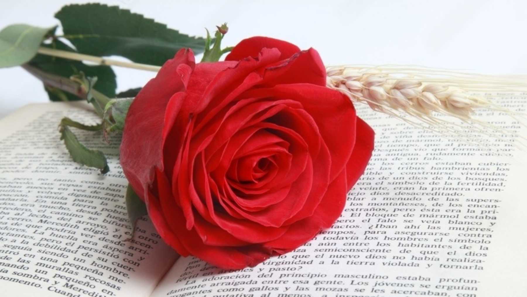 Descubre por qué se regalan rosas y libros en Sant Jordi