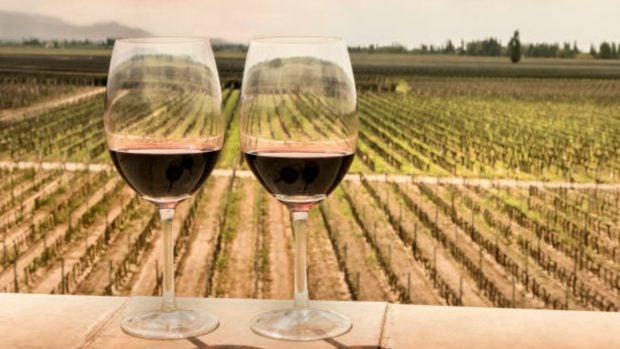 vinos, ribera Duero, vino tinto, crisis, agricultores, produccion, viñedos