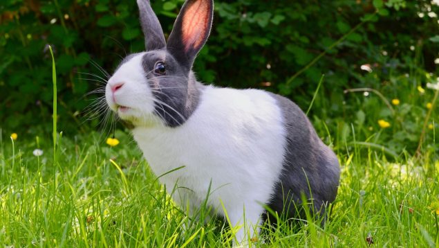 Causas y síntomas del estrés en conejos