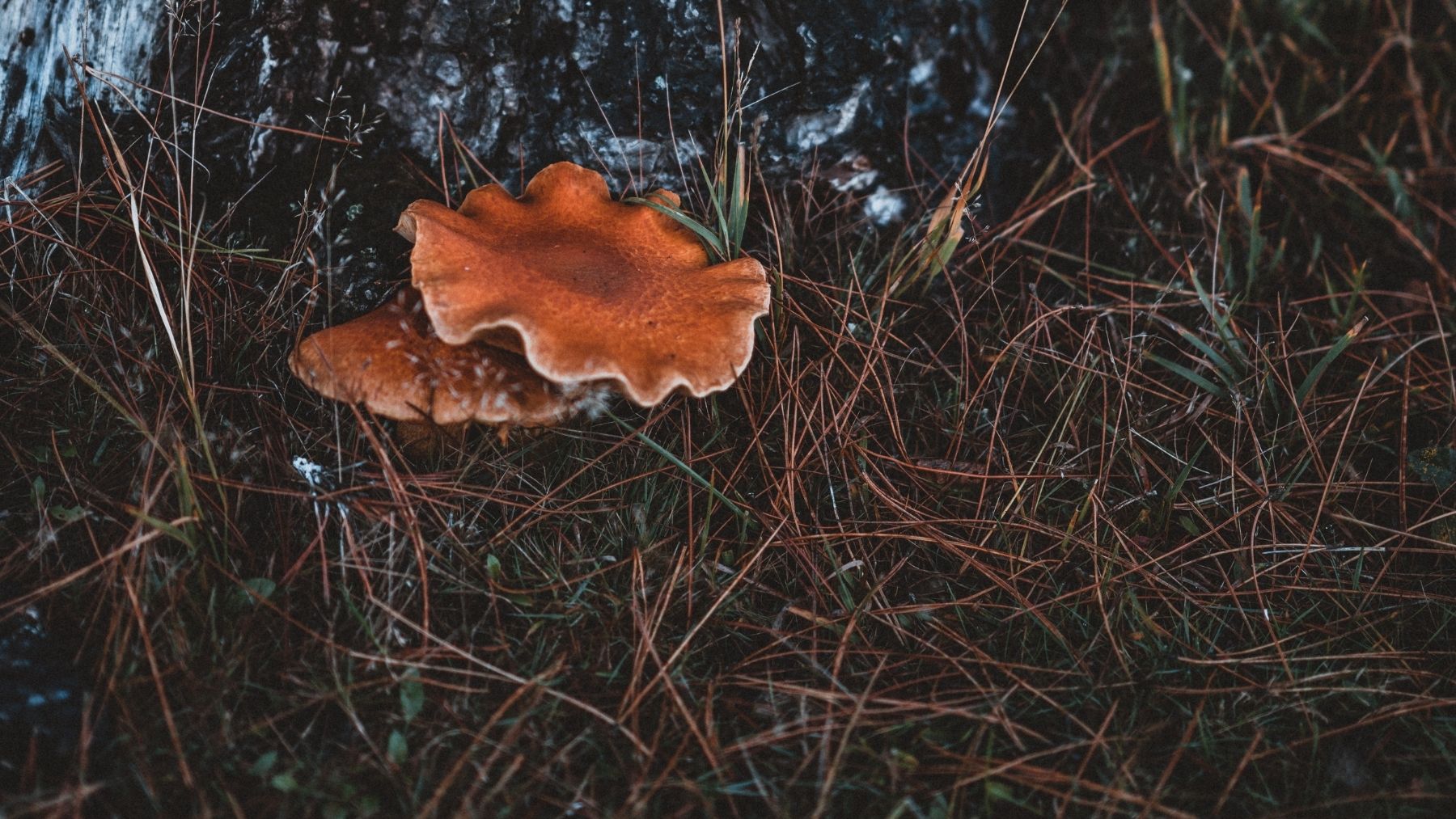 Advertencia OCU Reishi