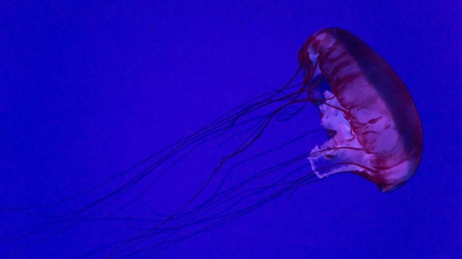 Nueva especie de medusa