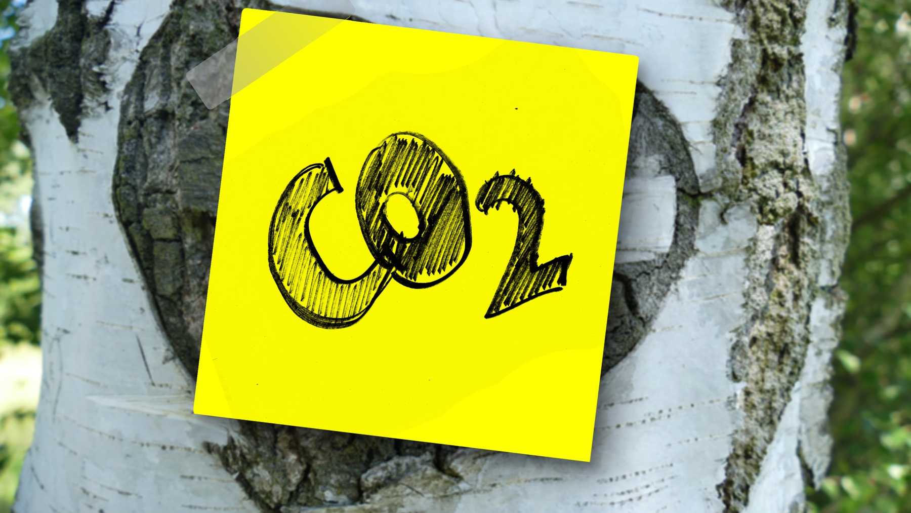 Árboles y CO2