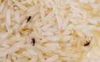 Cómo saber si tu comida tiene gorgojos y qué hay que hacer con ellos