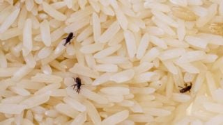 Cómo saber si tu comida tiene gorgojos y qué hay que hacer con ellos