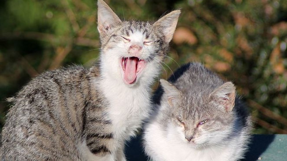 Cómo se puede comunicar un gato contigo a través de sus sonidos