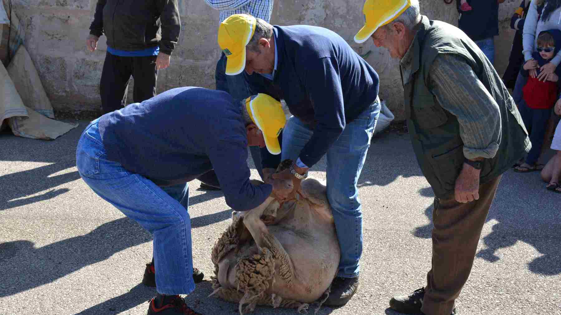 Vuelve la Festa des Tondre de Es Llombards el domingo 8 de mayo.