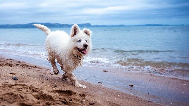 Playas para perros en España