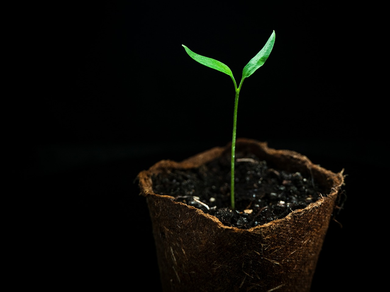 Cómo hacer maceteros con productos reciclados