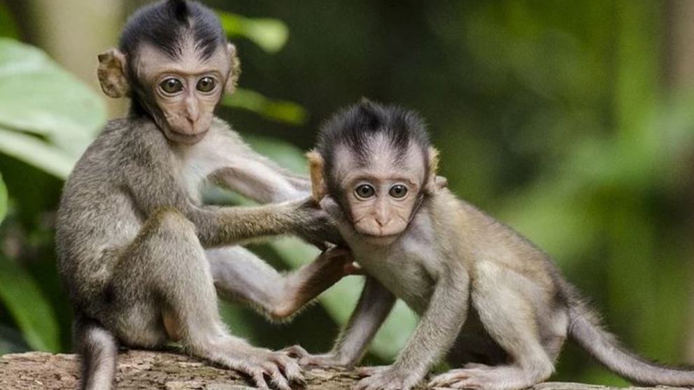 Viruela del mono: qué es y qué síntomas provoca esta enfermedad que ya está en España