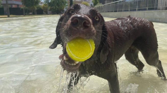 Un perro en el agua.