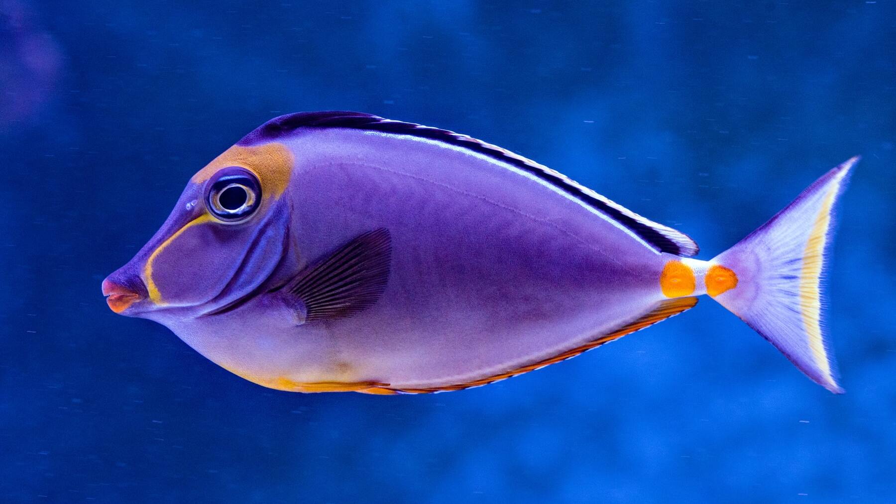 Frases célebres sobre peces que te gustará conocer Frases célebres sobre peces que te gustará conocer