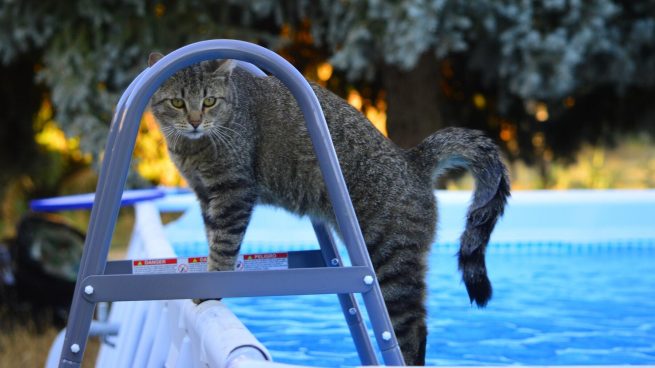 Evitar que el gato se caiga en la piscina