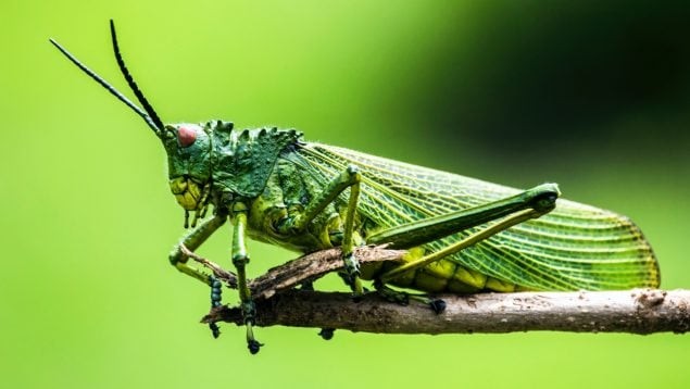 Frases célebres de insectos que te gustará conocer