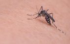 Alimentos evitar picaduras mosquitos