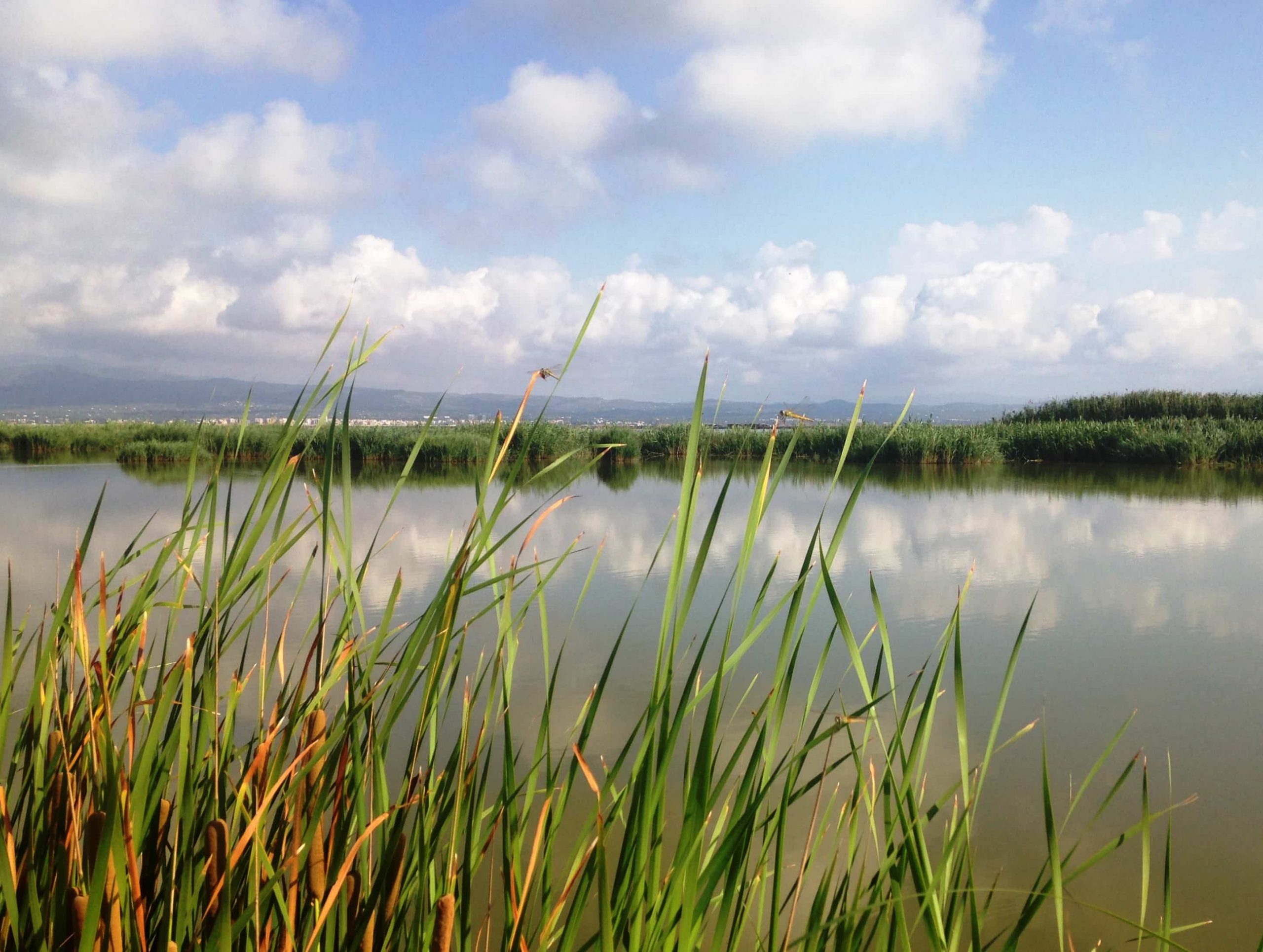 Los Humedales del Delta del Ebro, declarados reserva natural de fauna salvaje. @Agbar