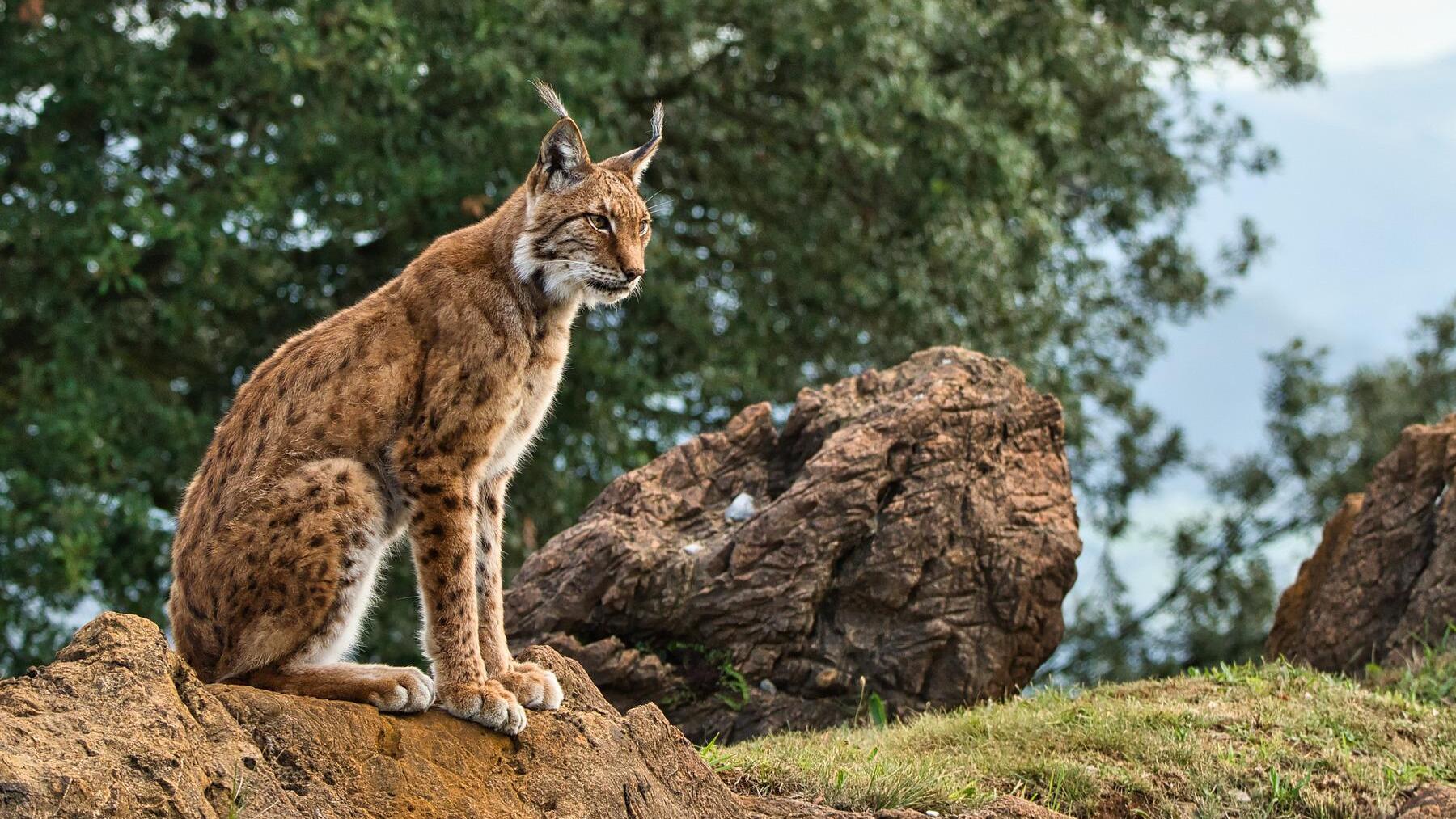Lince ibérico