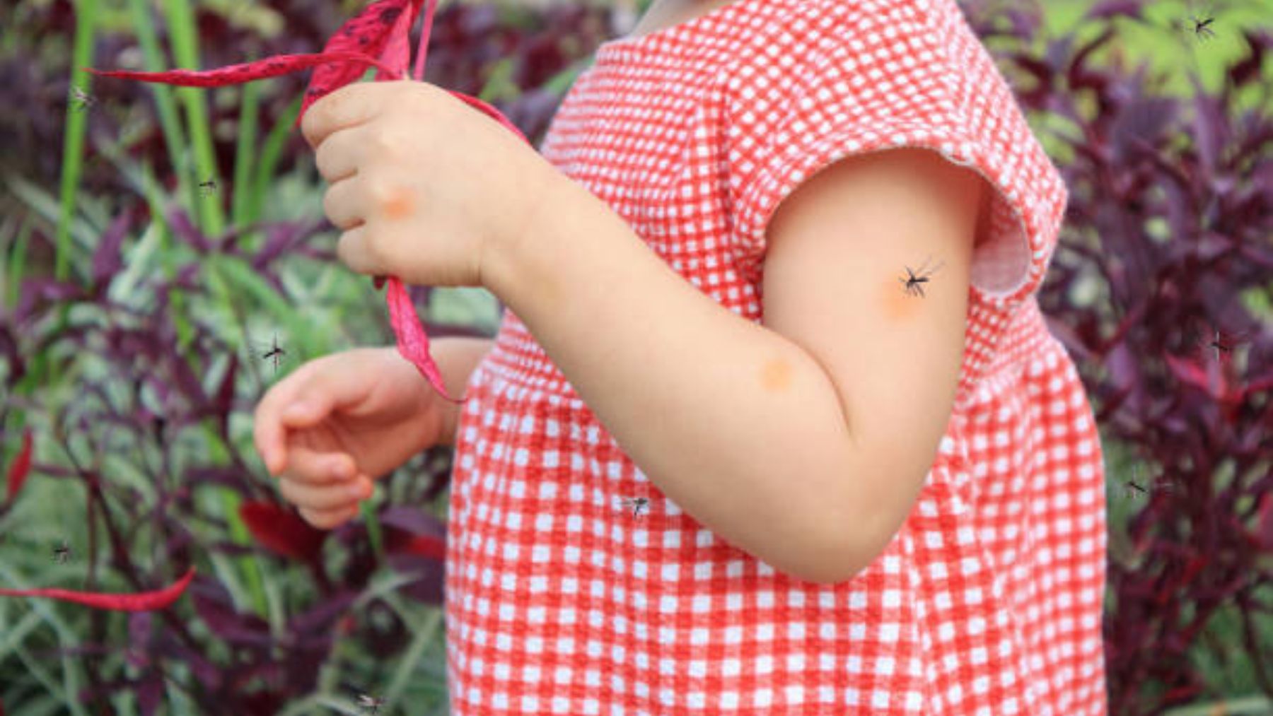 Descubre cómo afecta la picadura de insectos en los bebés