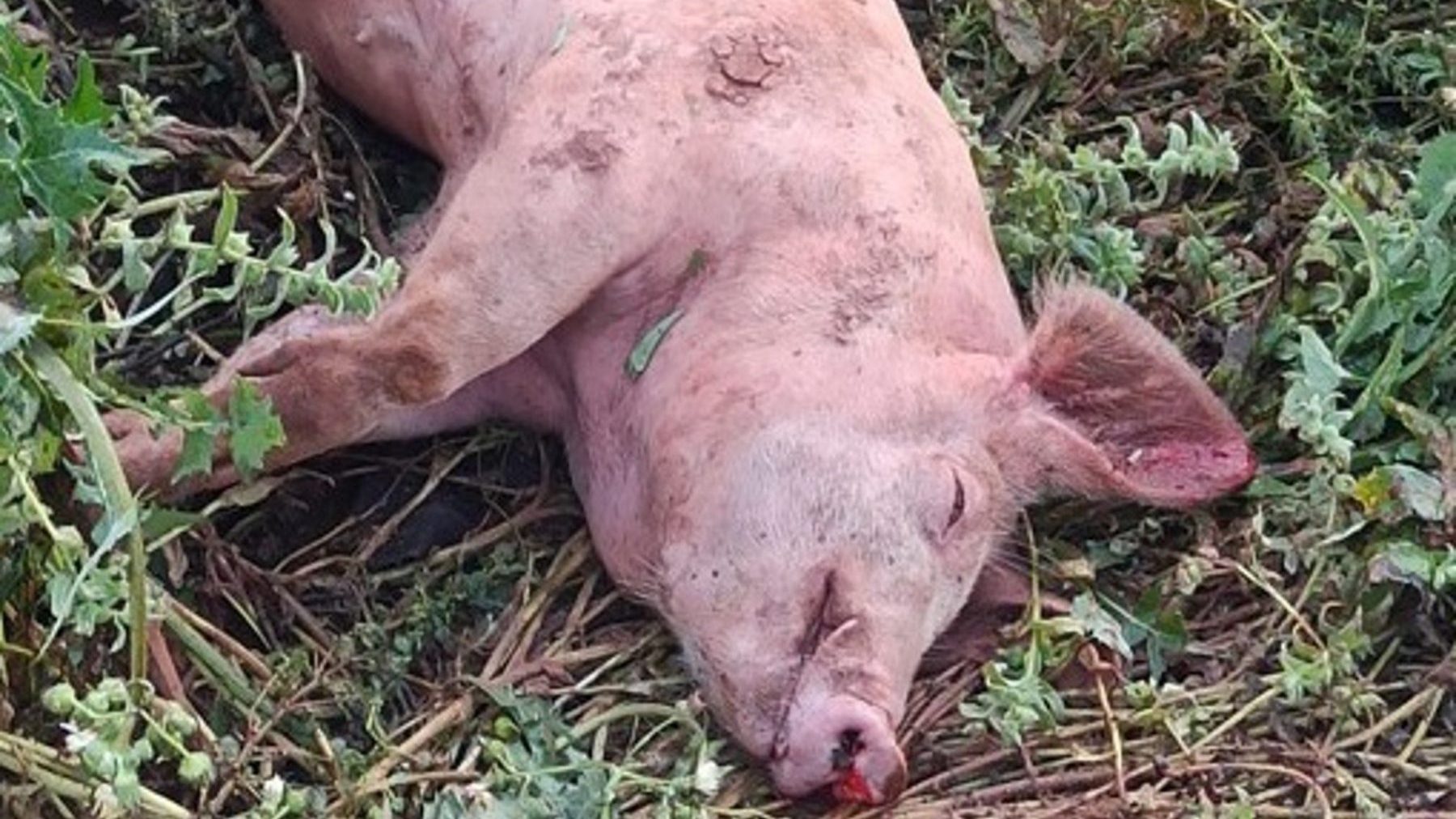 Cerdos muertos a golpes en una explotación agraria de Vilches, en Jaén (GUARDIA CIVIL).