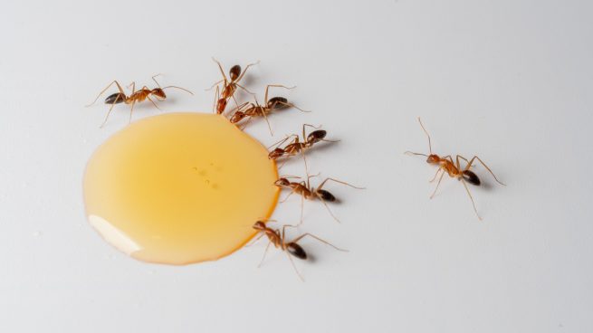 truco eliminar hormigas miel