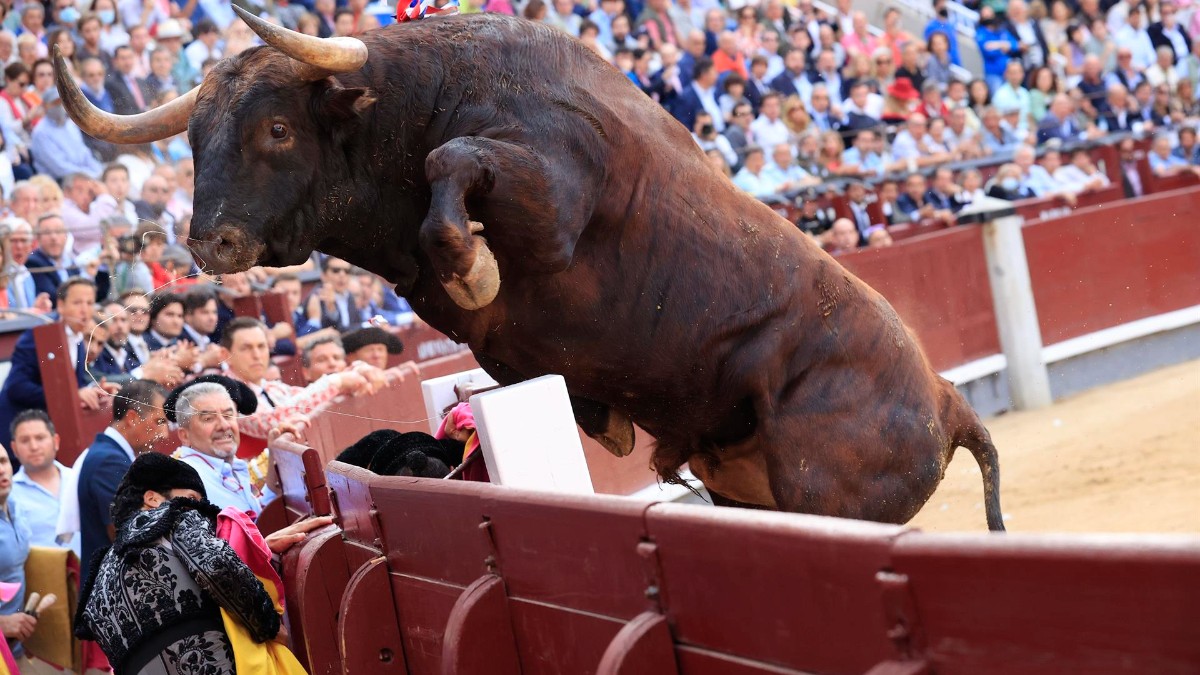 Un toro salta la talanquera durante el vigésimo tercer festejo de San Isidro.