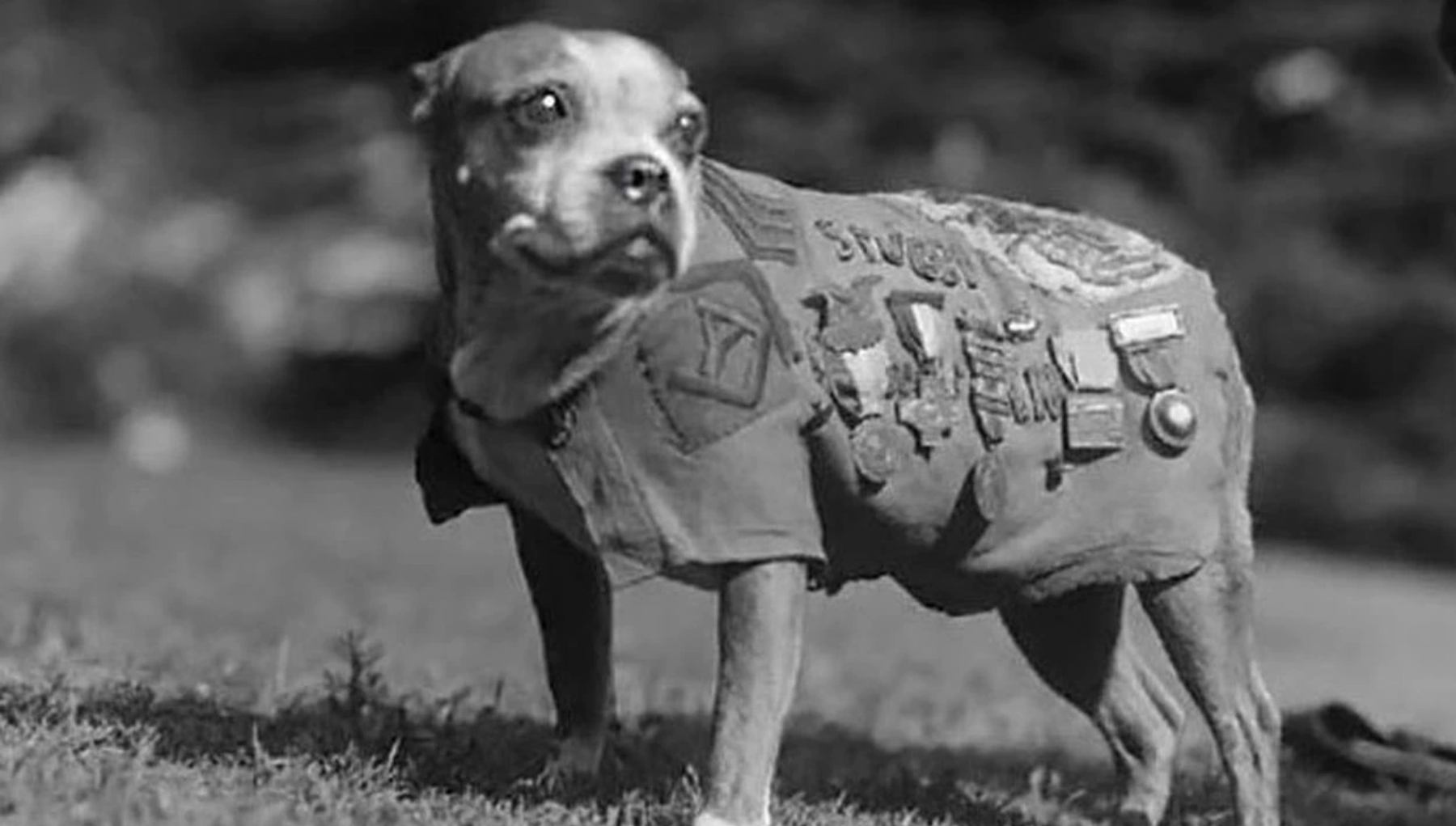 Sargento Stubby, el perro
