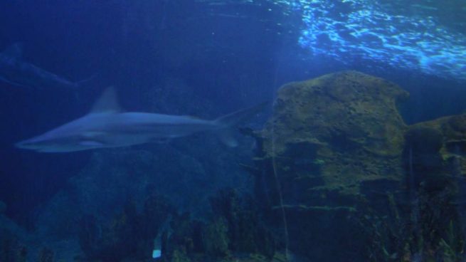Sharkano, así es el volcán submarino donde viven ‘tiburones mutantes’