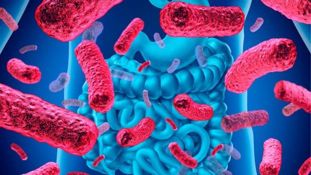 Microbiota intestinal