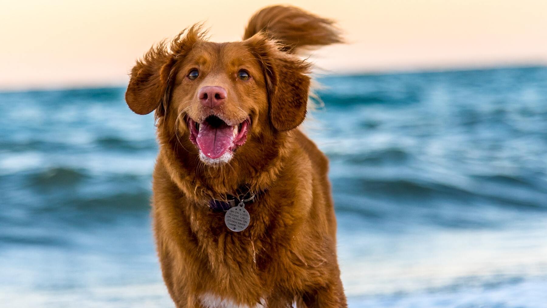 Proteger perros sol verano