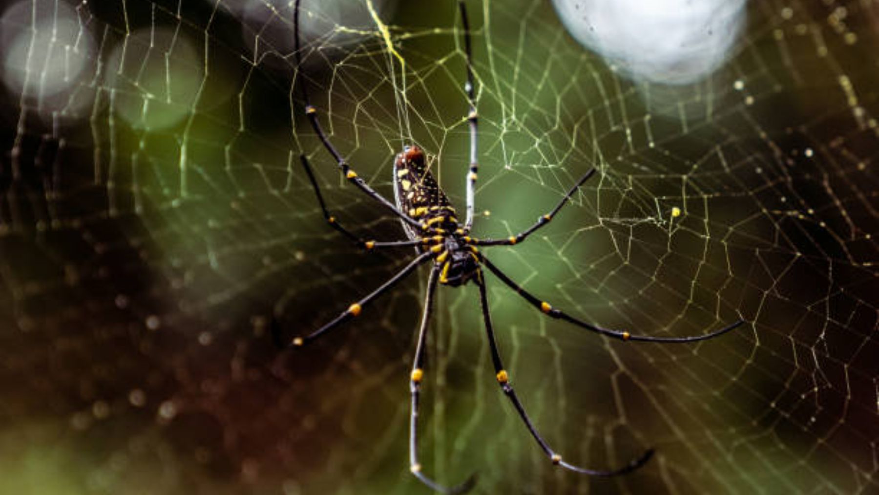 Las arañas no son insectos sino arácnidos